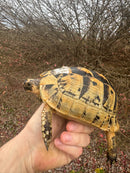 Libyan Greek Tortoise Adult Female