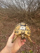 Libyan Greek Tortoise Adult Female