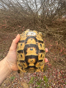 Libyan Greek Tortoise Adult Female