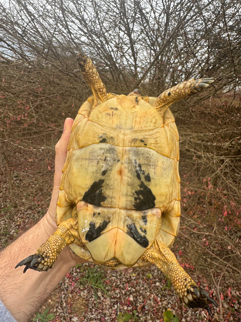 Libyan Greek Tortoise Adult Female