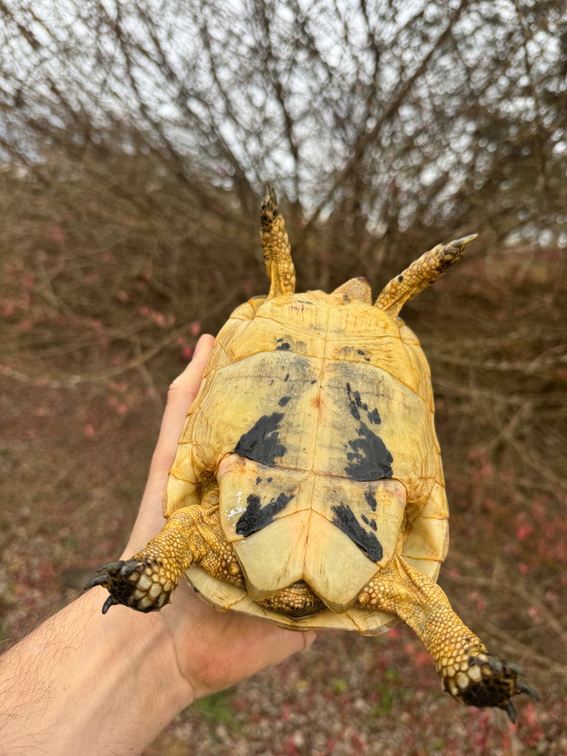 Libyan Greek Tortoise Adult Female