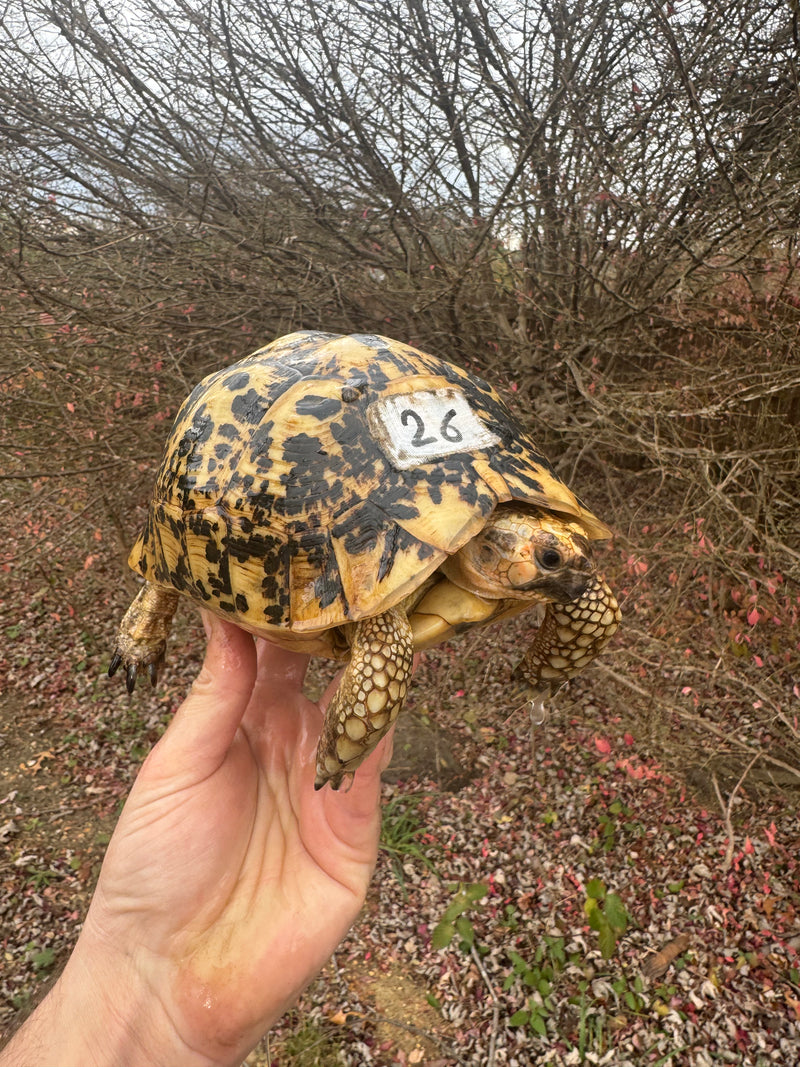 Libyan Greek Tortoise Adult Female