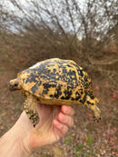 Libyan Greek Tortoise Adult Female