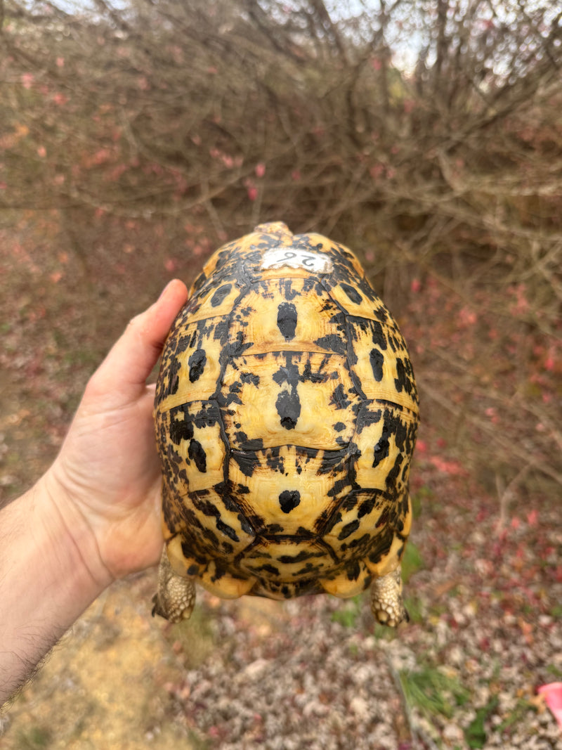 Libyan Greek Tortoise Adult Female