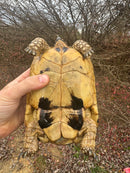 Libyan Greek Tortoise Adult Female