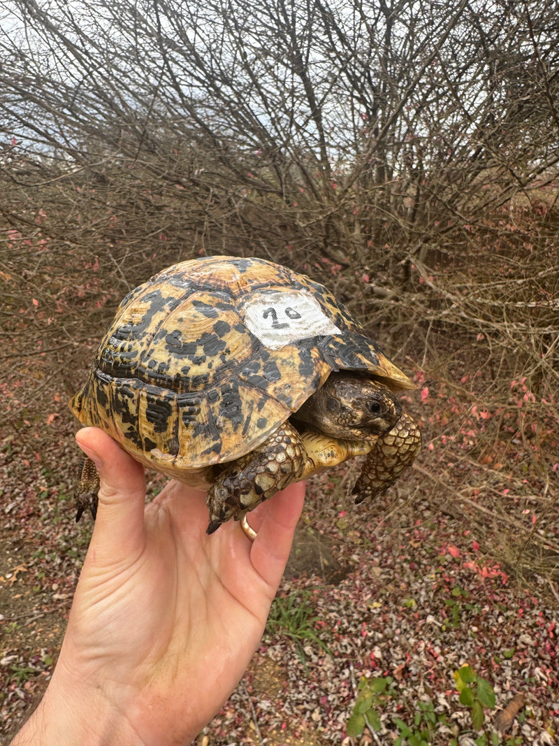 Libyan Greek Tortoise Adult Female