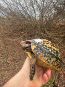 Libyan Greek Tortoise Adult Female