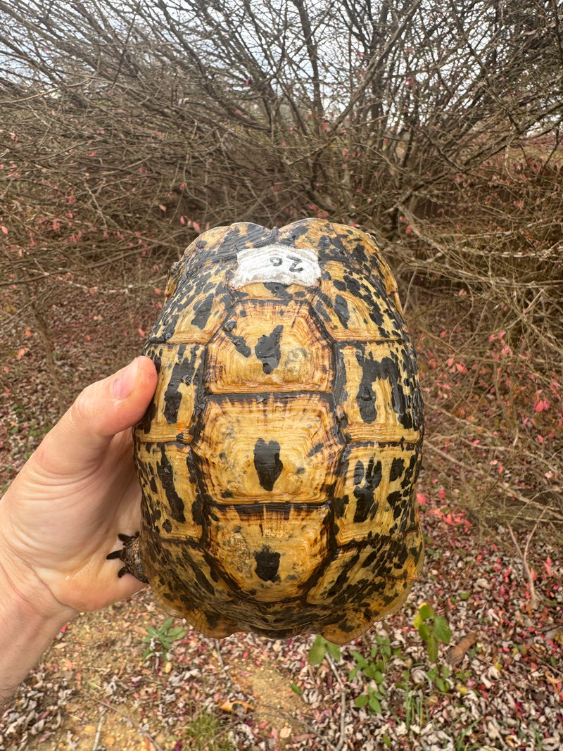 Libyan Greek Tortoise Adult Female