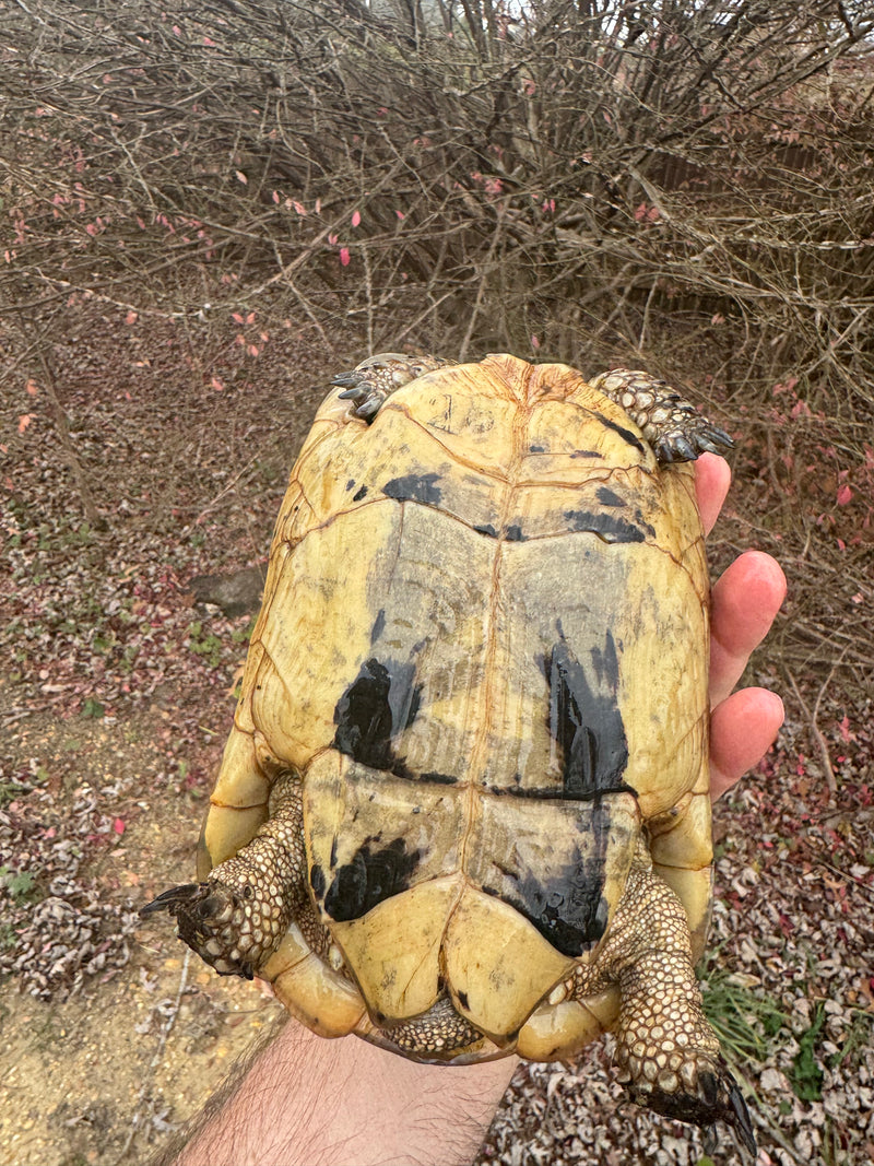 Libyan Greek Tortoise Adult Female