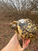 Libyan Greek Tortoise Adult Female