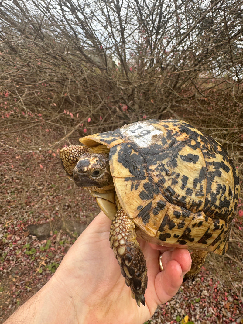 Libyan Greek Tortoise Adult Female