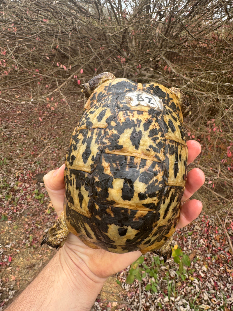 Libyan Greek Tortoise Adult Female