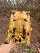 Libyan Greek Tortoise Adult Female