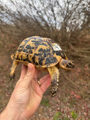 Libyan Greek Tortoise Adult Female