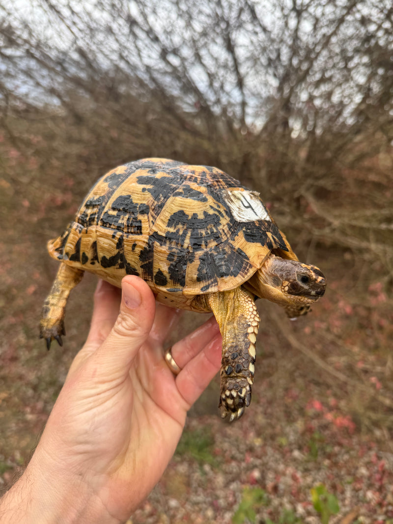 Libyan Greek Tortoise Adult Female