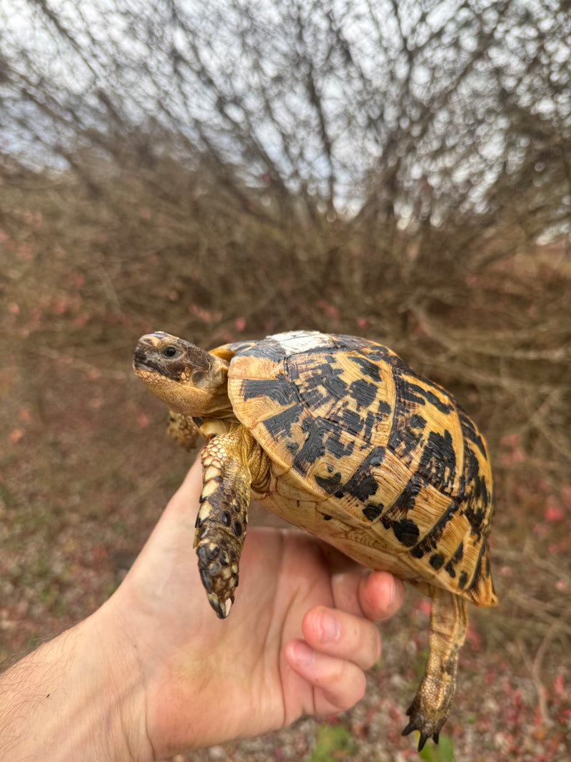 Libyan Greek Tortoise Adult Female