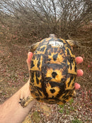 Libyan Greek Tortoise Adult Female