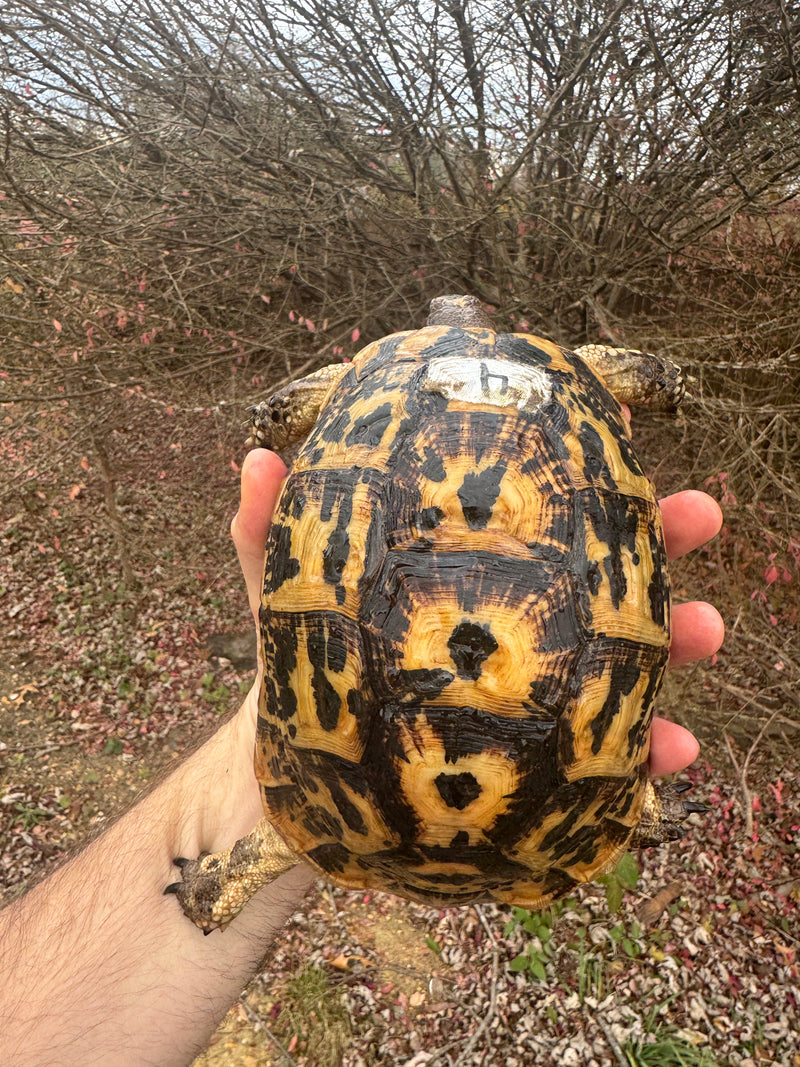Libyan Greek Tortoise Adult Female