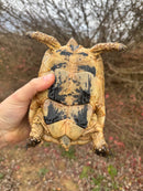 Libyan Greek Tortoise Adult Female