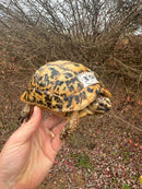 Libyan Greek Tortoise Adult Female