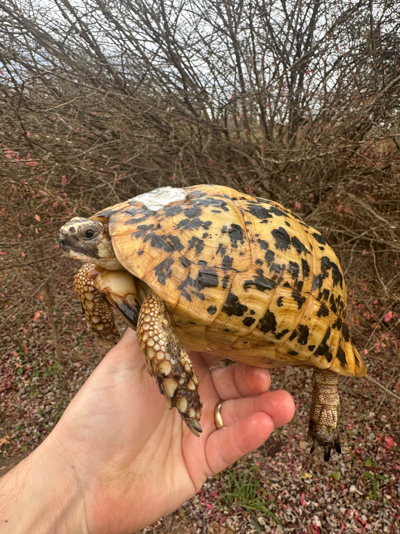 Libyan Greek Tortoise Adult Female