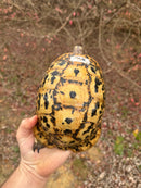 Libyan Greek Tortoise Adult Female