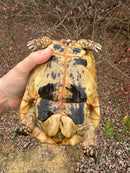Libyan Greek Tortoise Adult Female