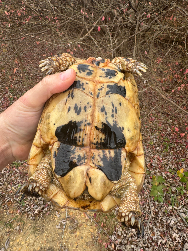 Libyan Greek Tortoise Adult Female