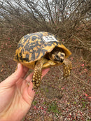 Libyan Greek Tortoise Adult Female