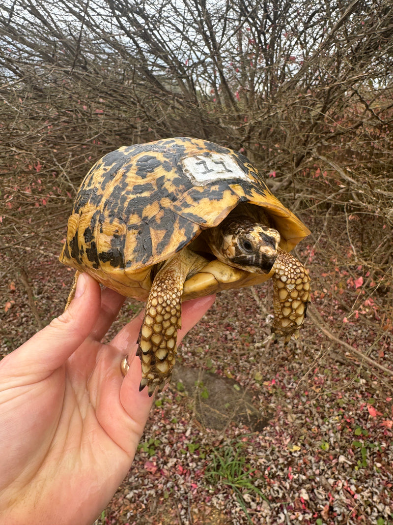 Libyan Greek Tortoise Adult Female