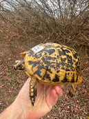 Libyan Greek Tortoise Adult Female