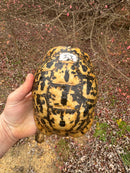 Libyan Greek Tortoise Adult Female