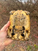 Libyan Greek Tortoise Adult Female