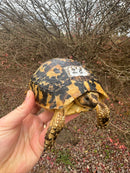 Libyan Greek Tortoise Adult Female