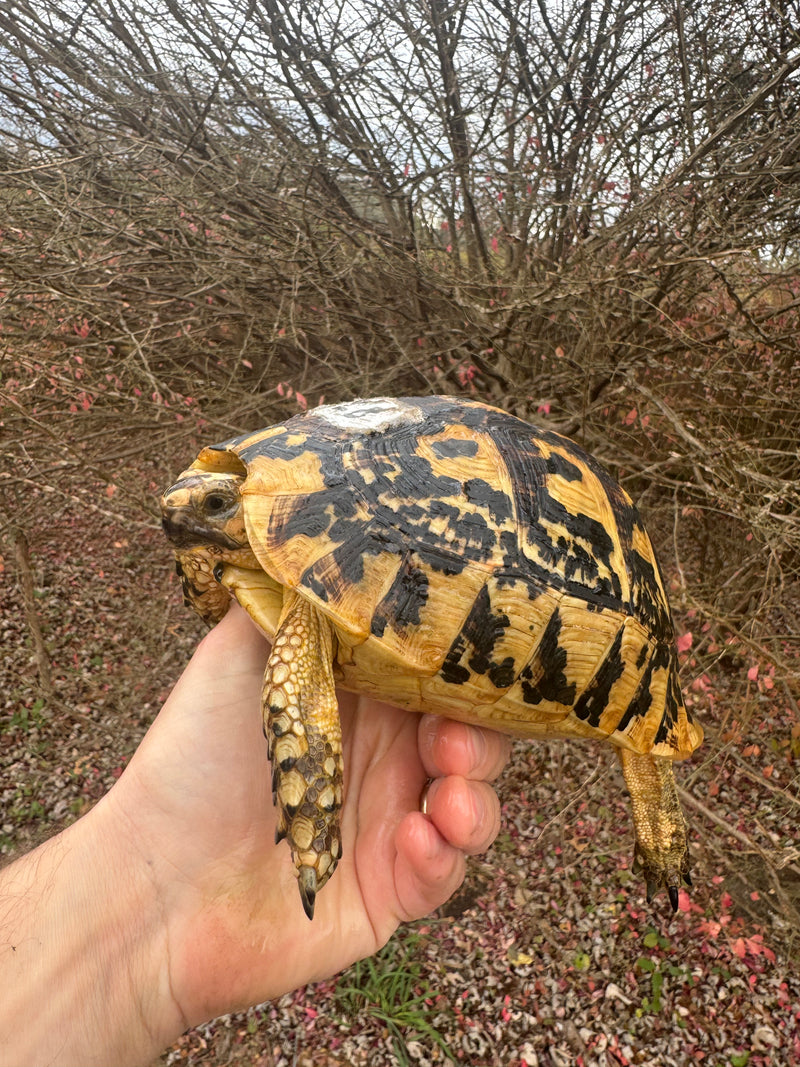 Libyan Greek Tortoise Adult Female