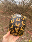 Libyan Greek Tortoise Adult Female