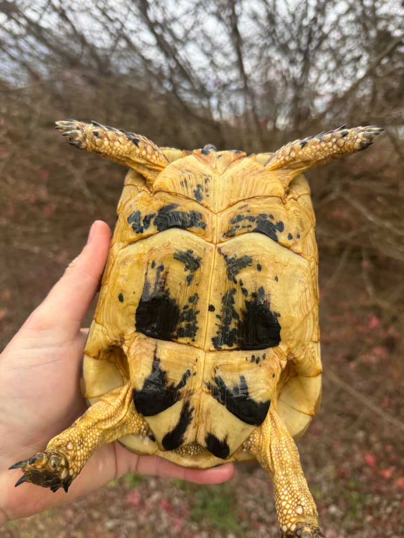 Libyan Greek Tortoise Adult Female