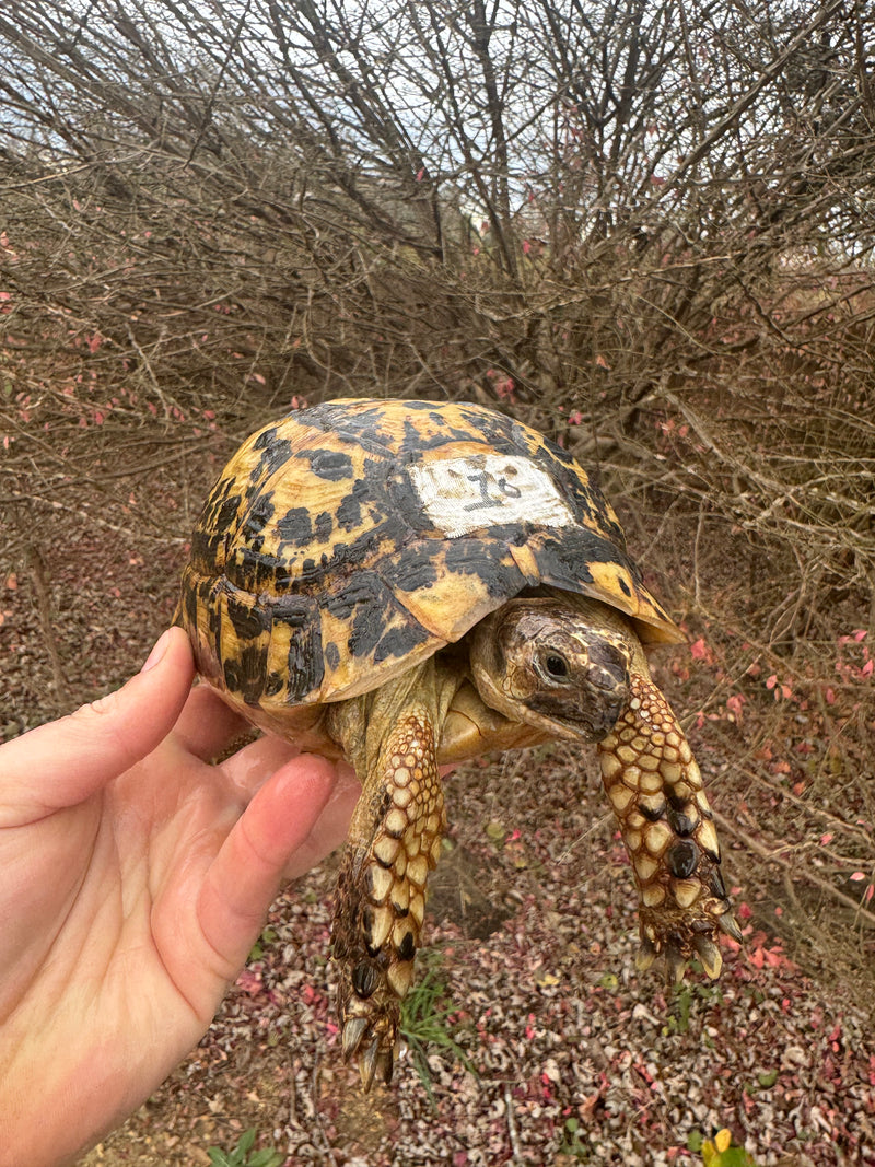 Libyan Greek Tortoise Adult Female