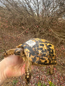 Libyan Greek Tortoise Adult Female