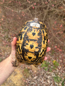 Libyan Greek Tortoise Adult Female