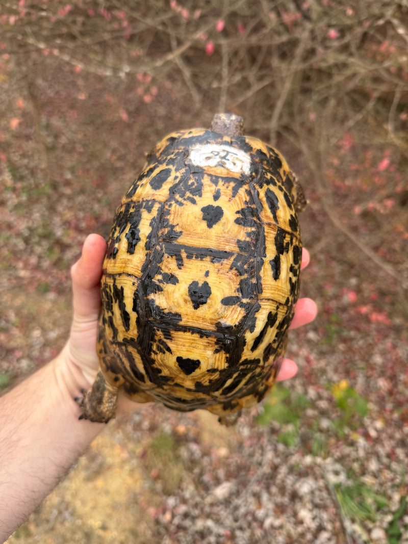 Libyan Greek Tortoise Adult Female