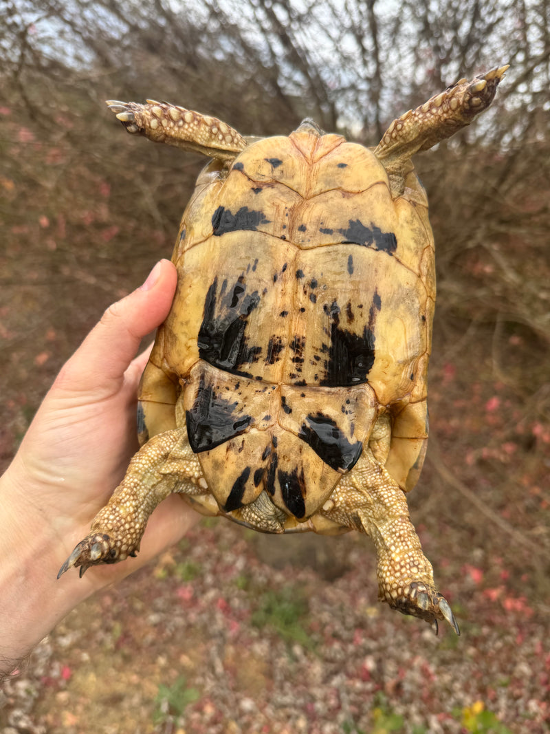 Libyan Greek Tortoise Adult Female