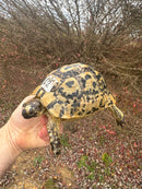 Libyan Greek Tortoise Adult Female