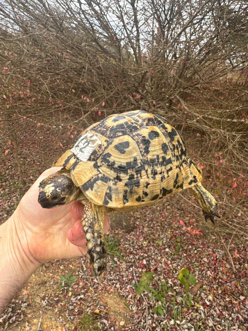 Libyan Greek Tortoise Adult Female