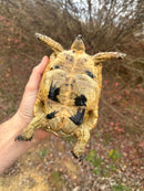 Libyan Greek Tortoise Adult Female