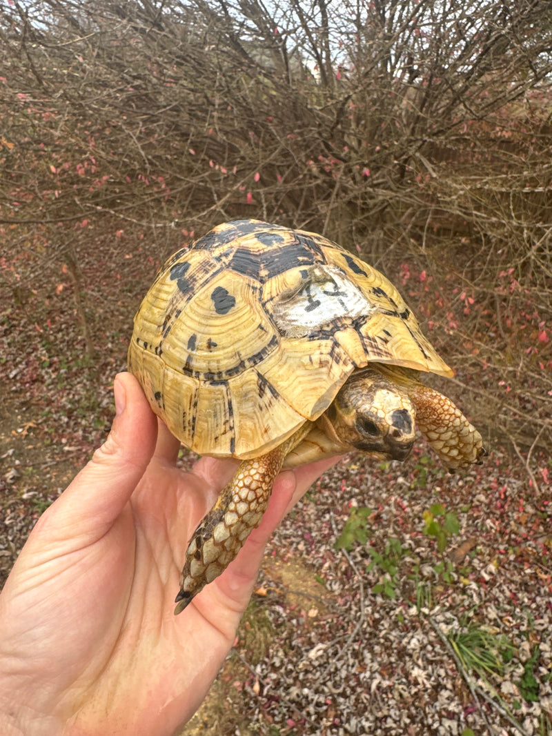 Libyan Greek Tortoise Adult Female