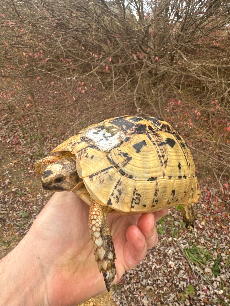 Libyan Greek Tortoise Adult Female