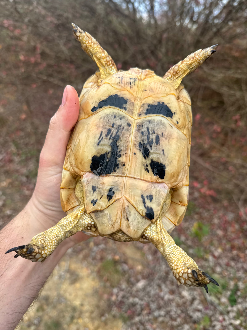 Libyan Greek Tortoise Adult Female