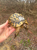 Libyan Greek Tortoise Adult Female