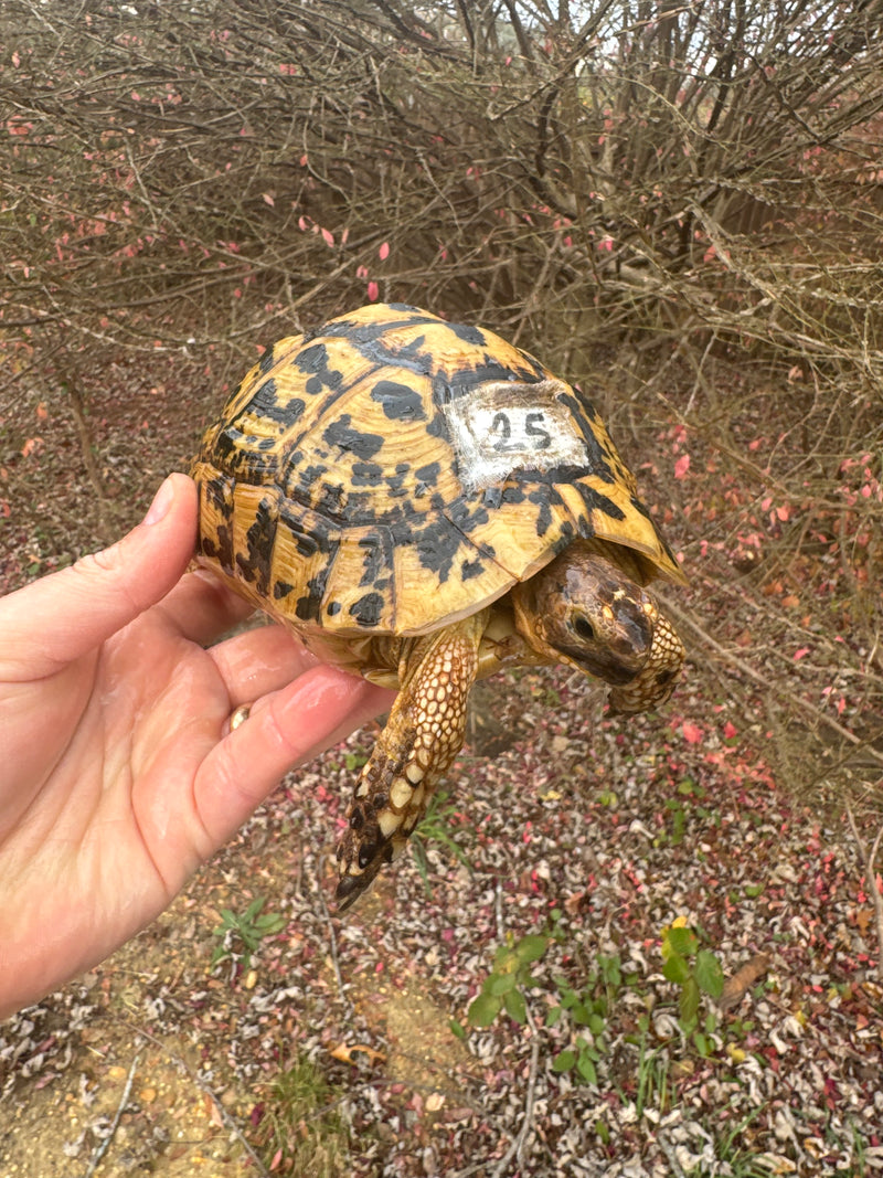 Libyan Greek Tortoise Adult Female